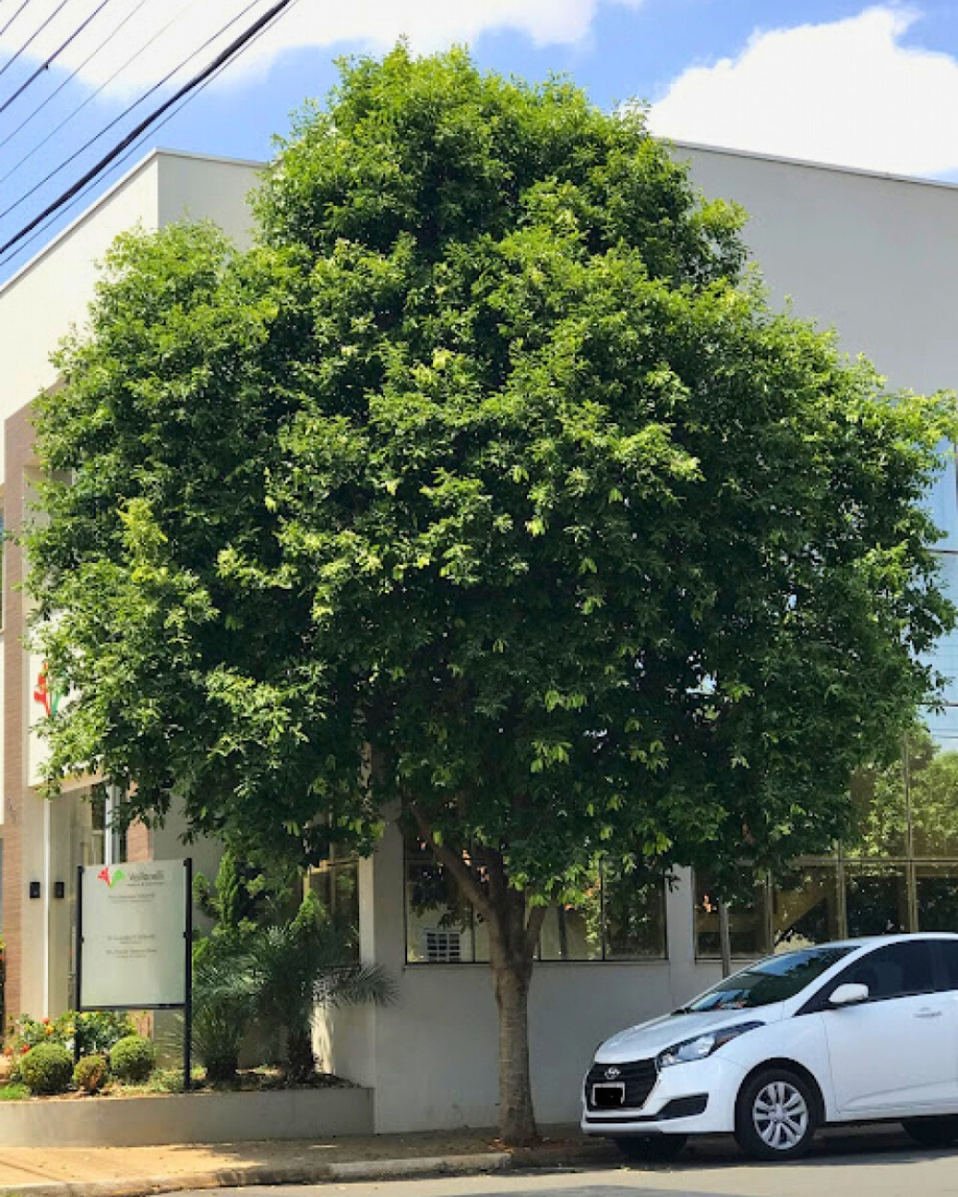 Oiti