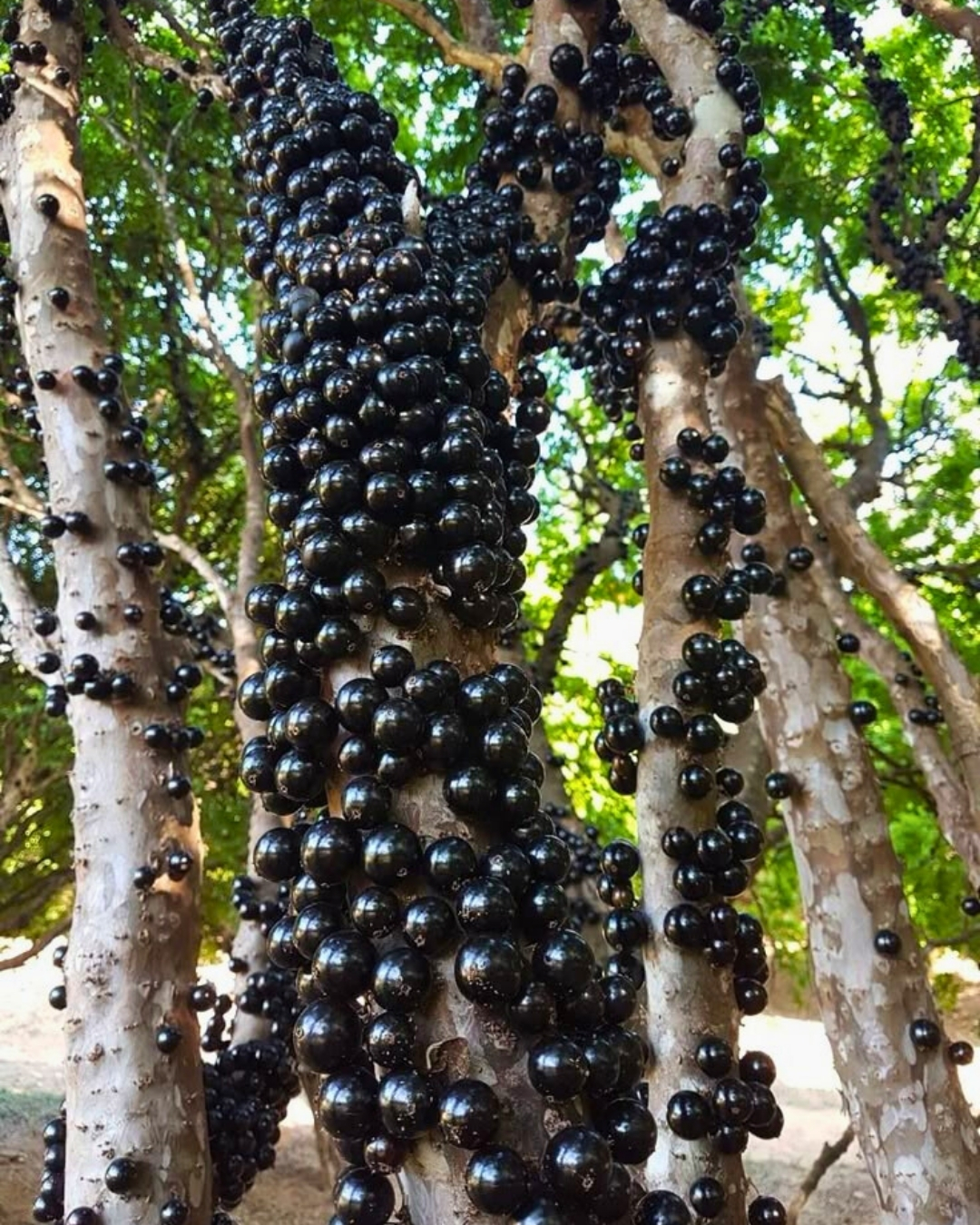 Jabuticaba Híbrida