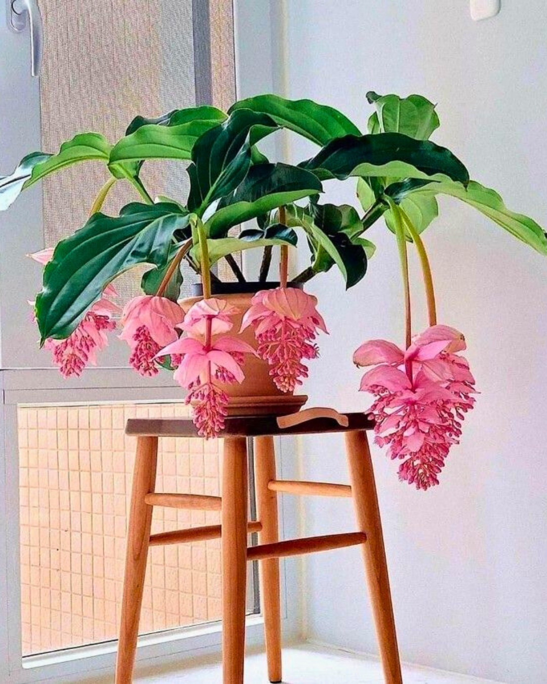 Medinilla