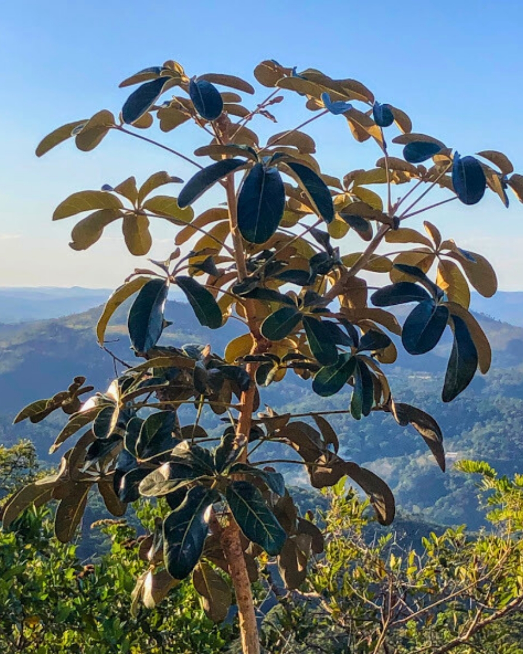 Mandioqueiro