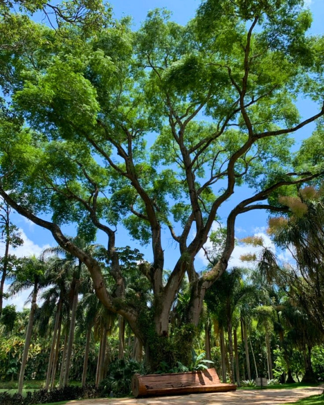 Tamboril