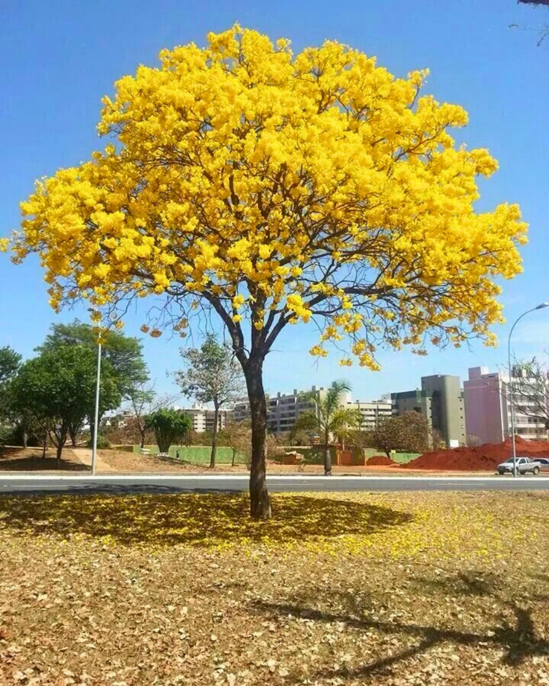 Ipê-amarelo