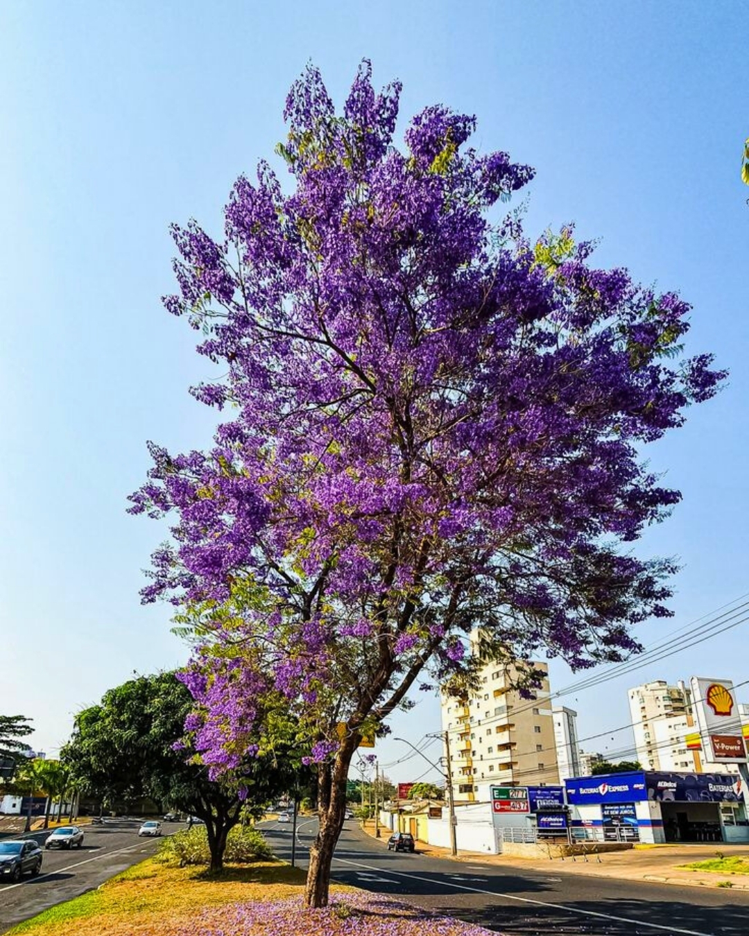 Jacarandá-mimoso