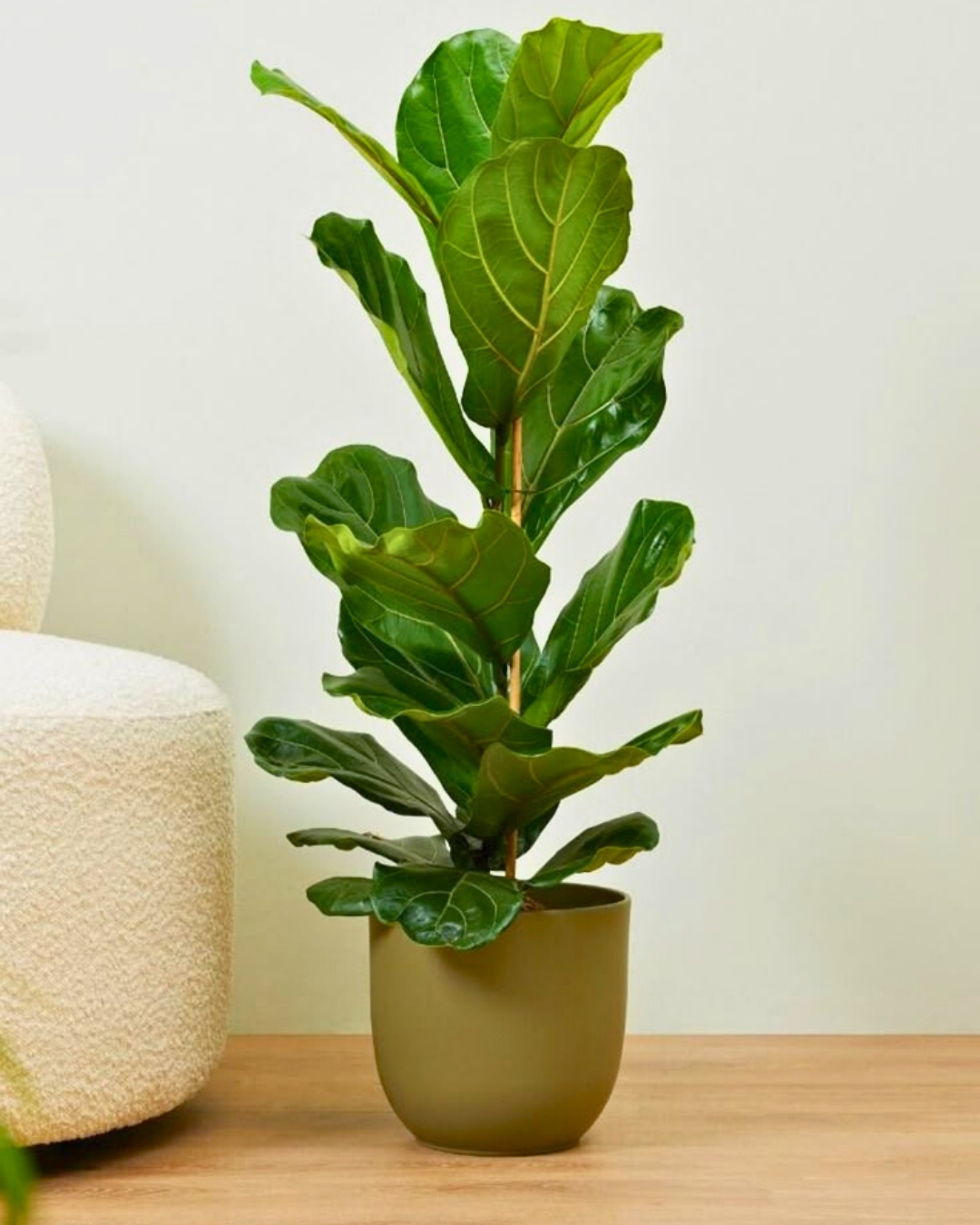 Ficus-lyrata
