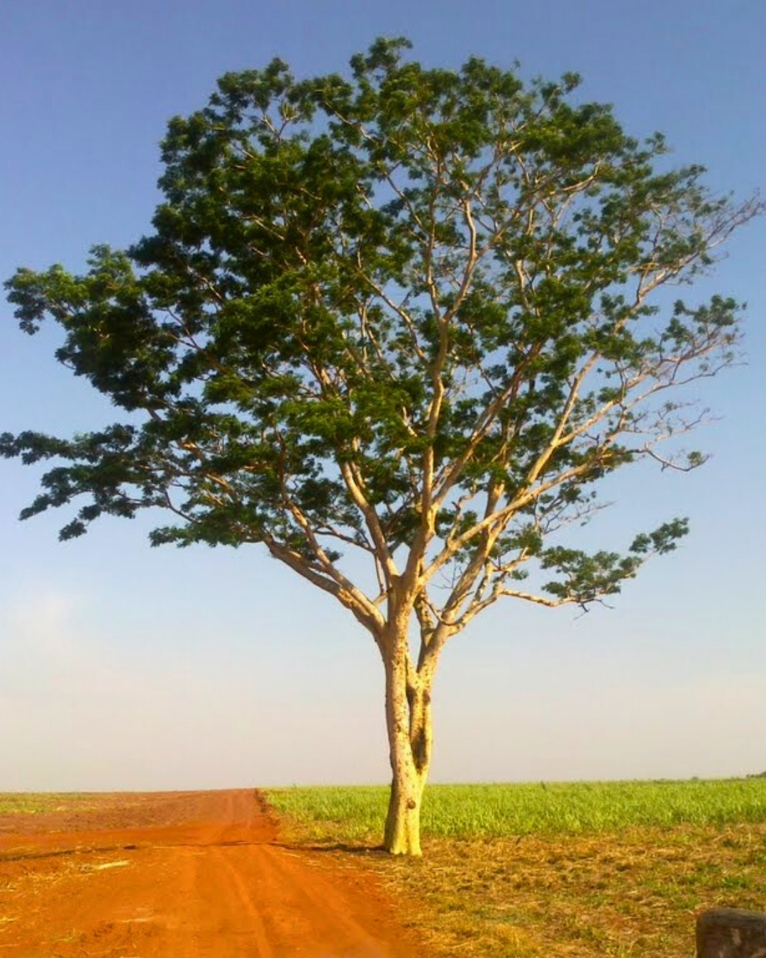 Farinha-seca