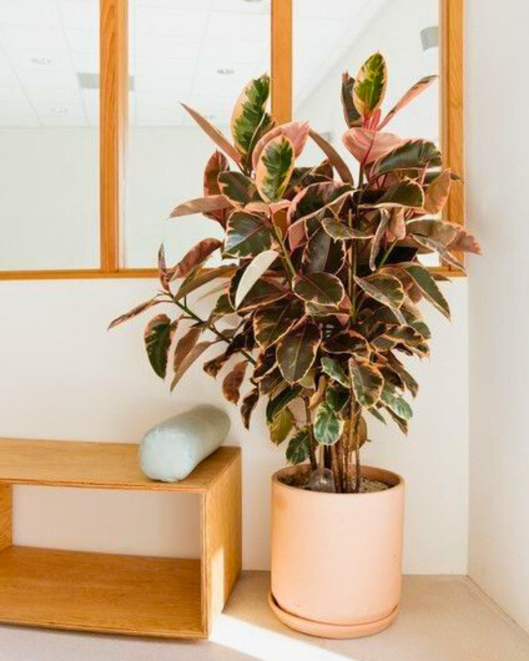 Ficus-elastica 'Ruby'