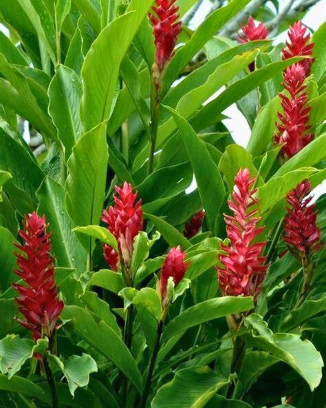 Alpinia-purpurata