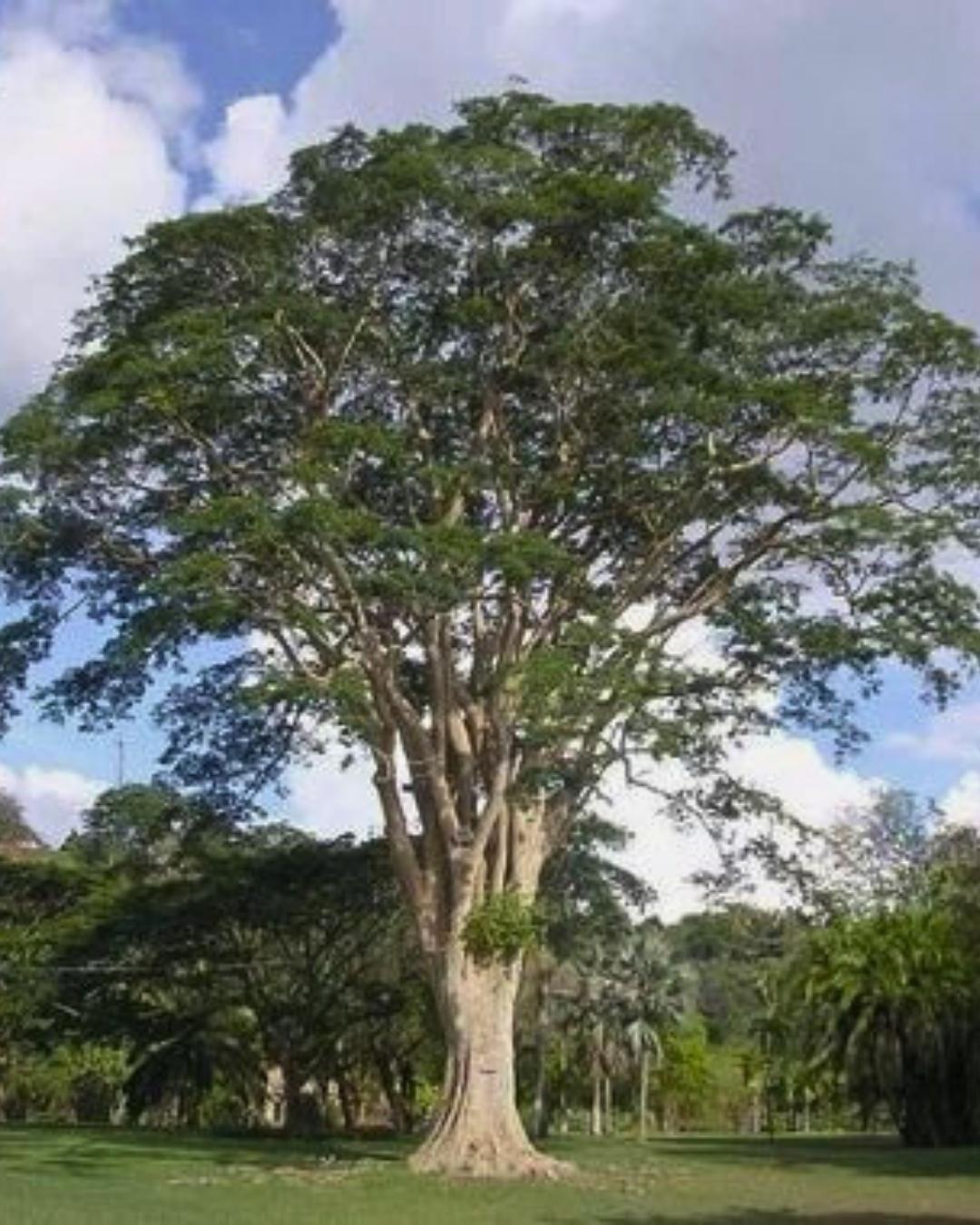 Angico