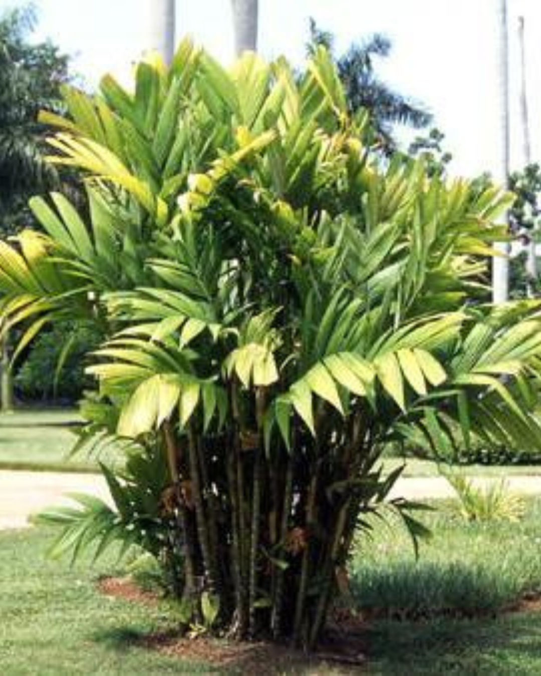 Palmeira Pinanga