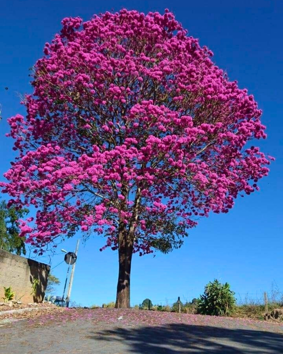 Ipê-rosa