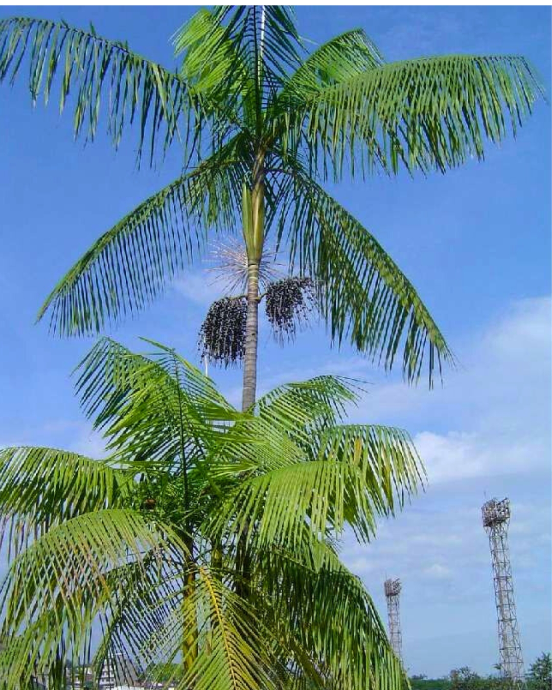 Palmeira Juçara
