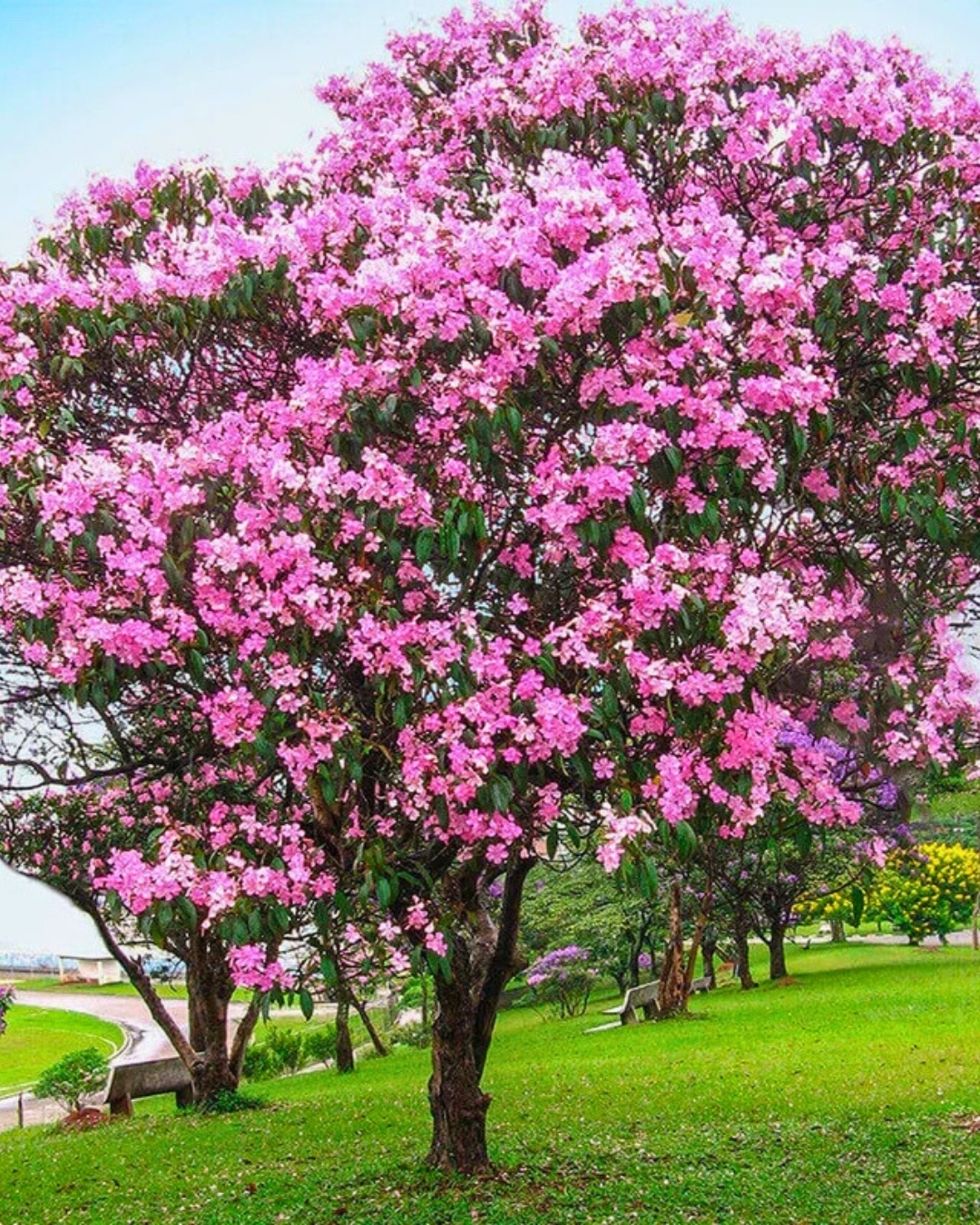 Quaresmeira-rosa