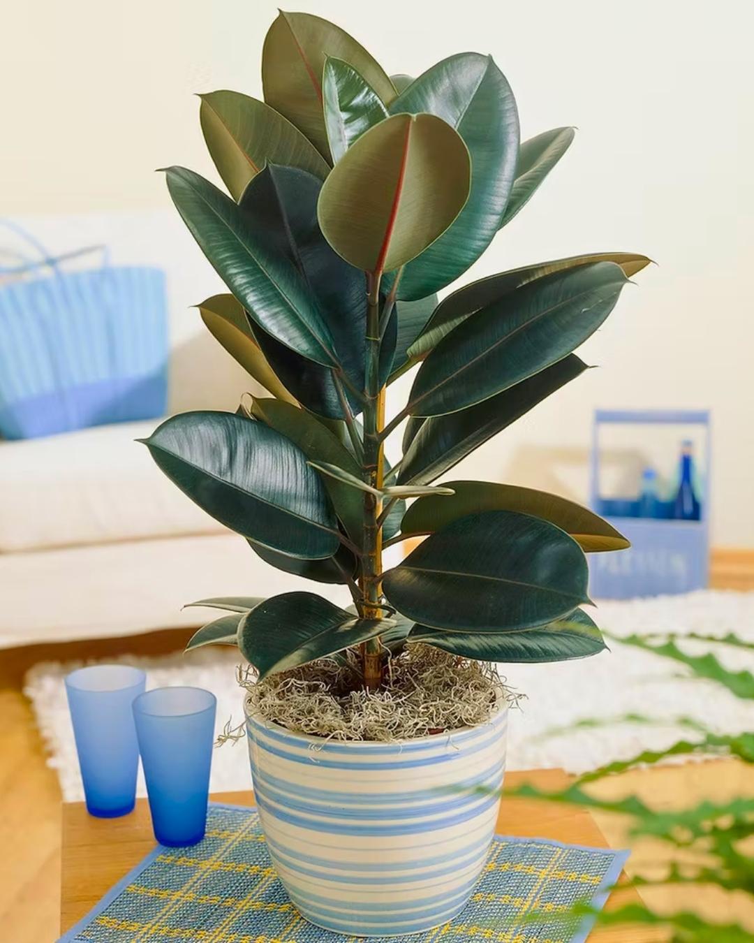 Ficus-elastica 'Cloe'