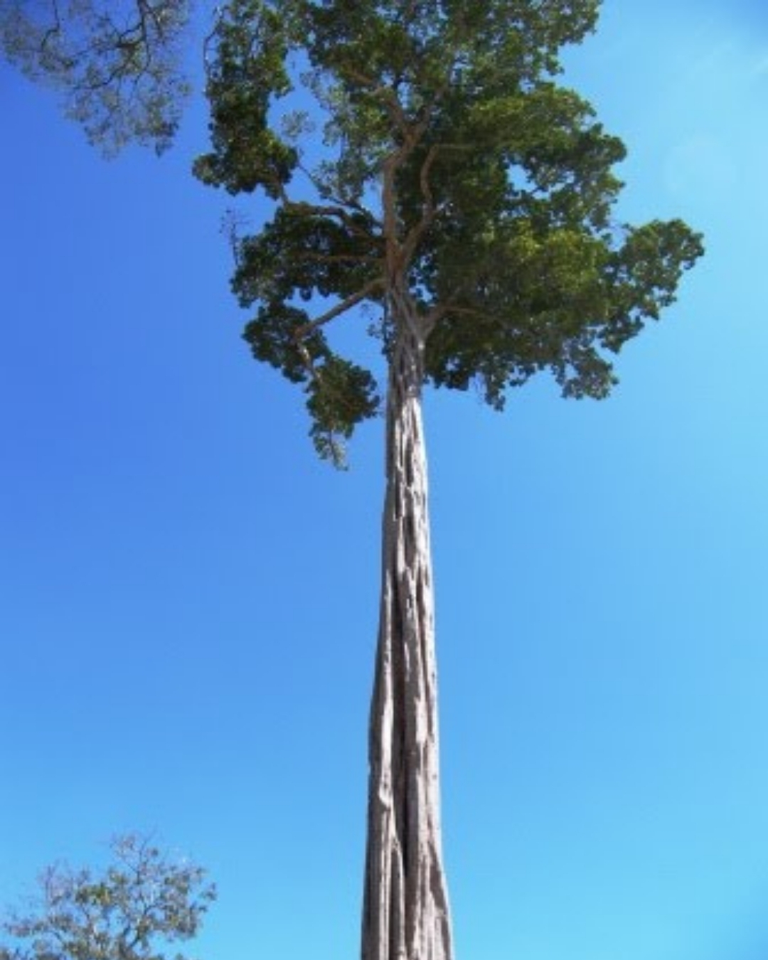 Guarantã