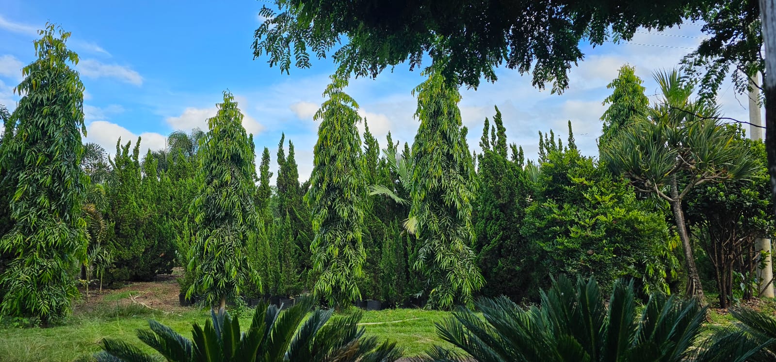 Expertise de Quem Entende de Verde