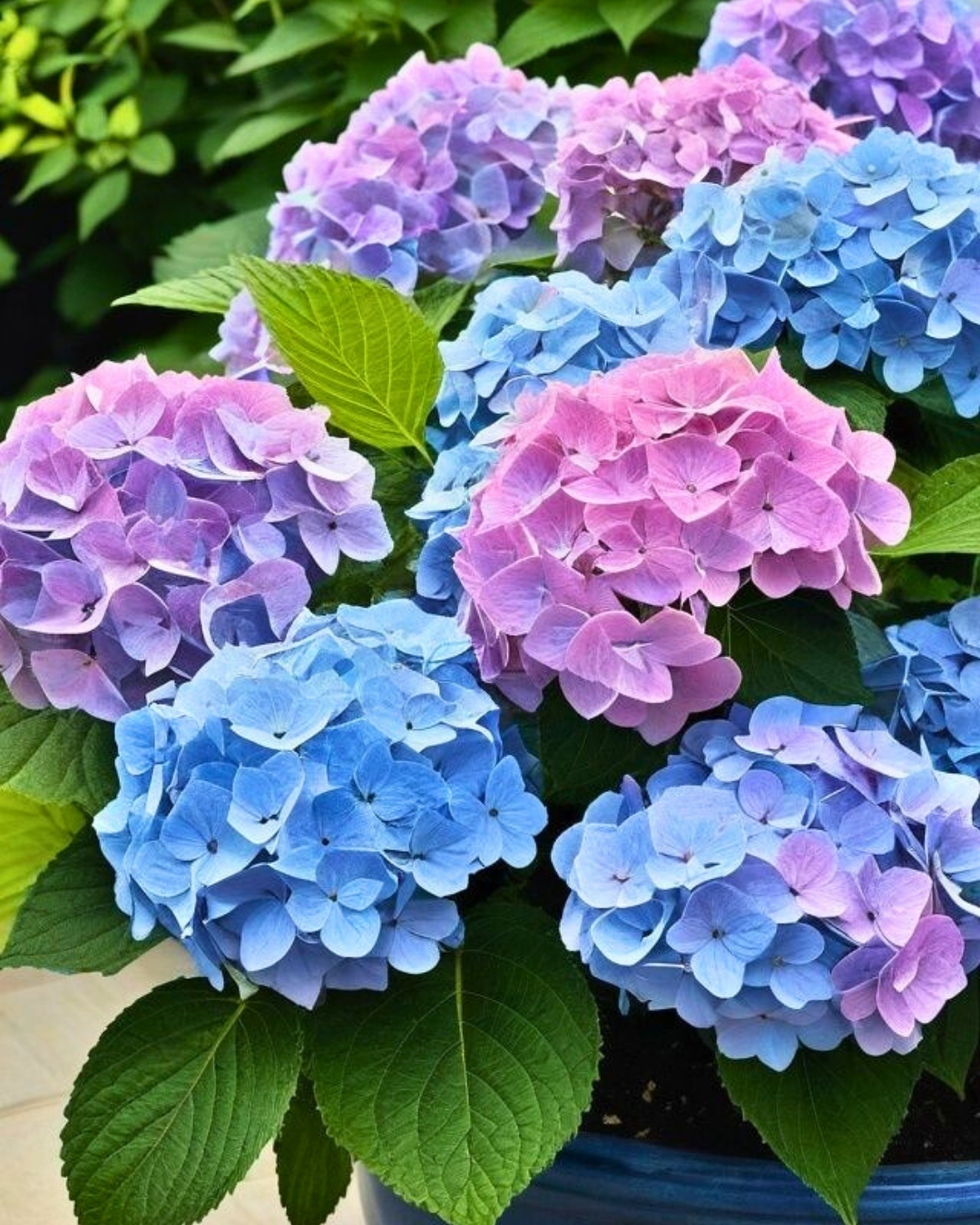 Hortênsia