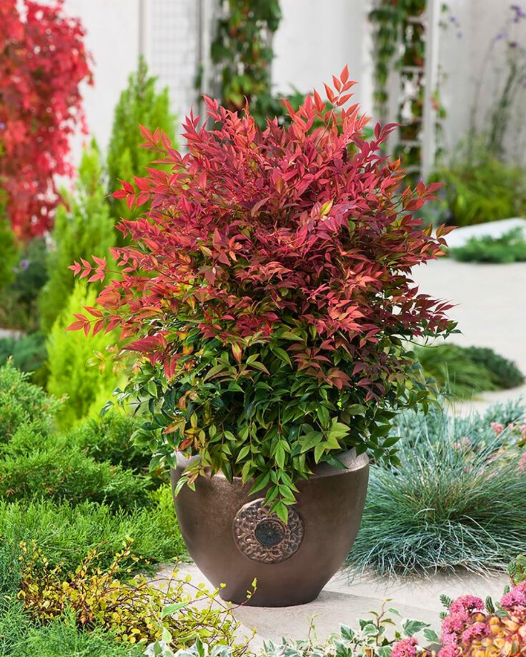 Nandina