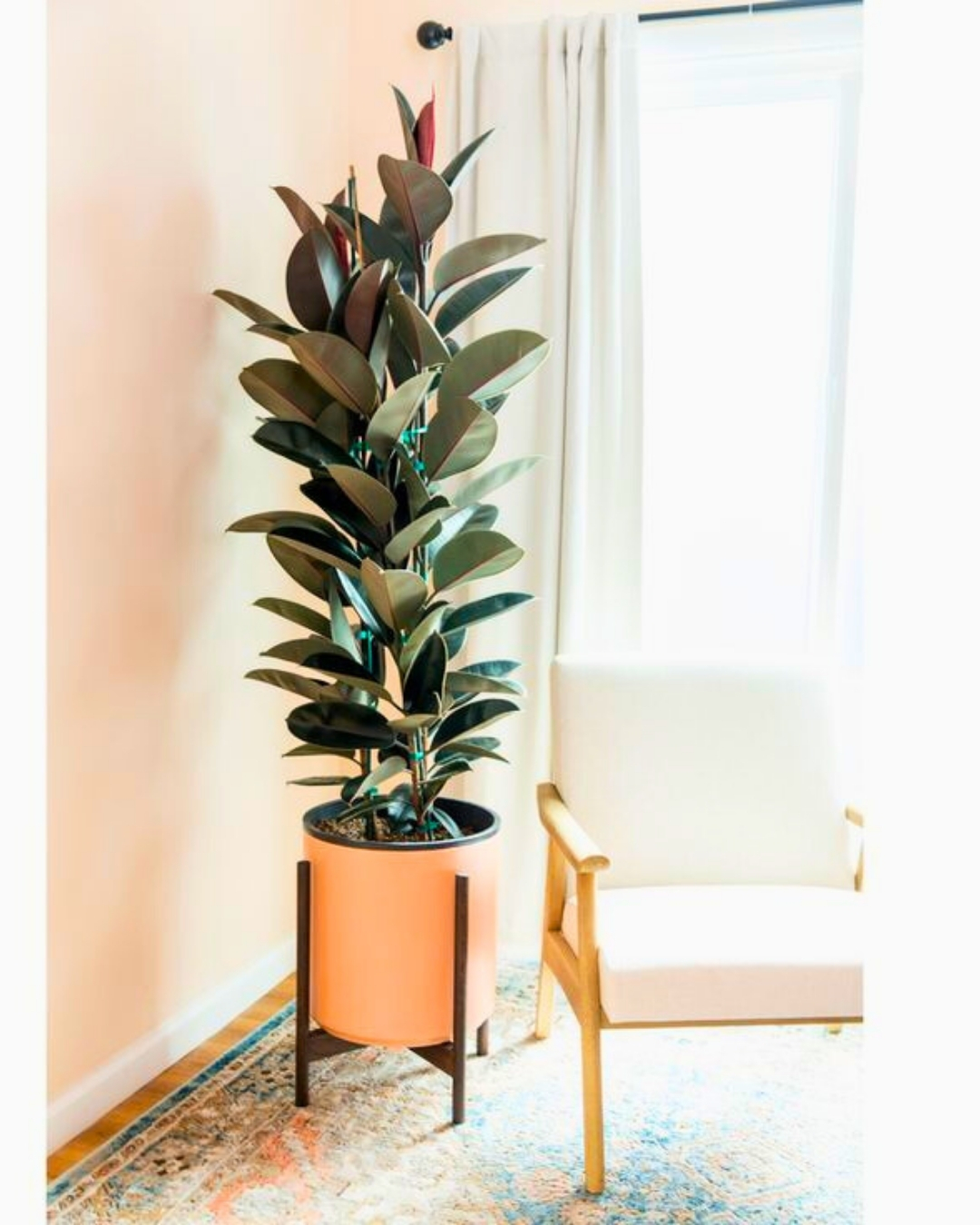 Ficus-elastica 'Burgundy'
