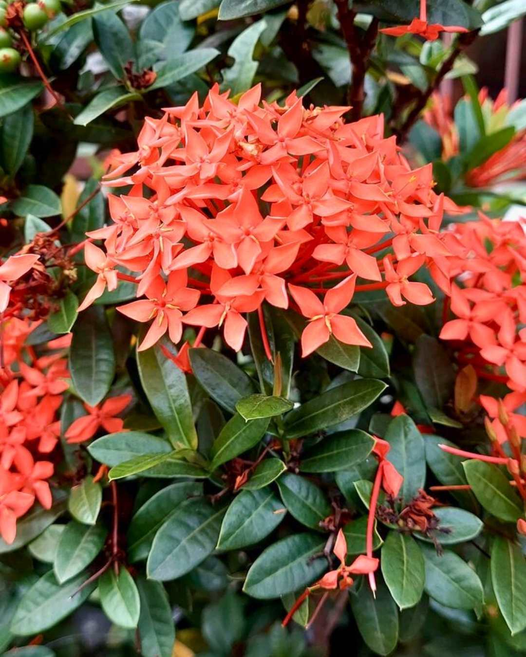 Ixora