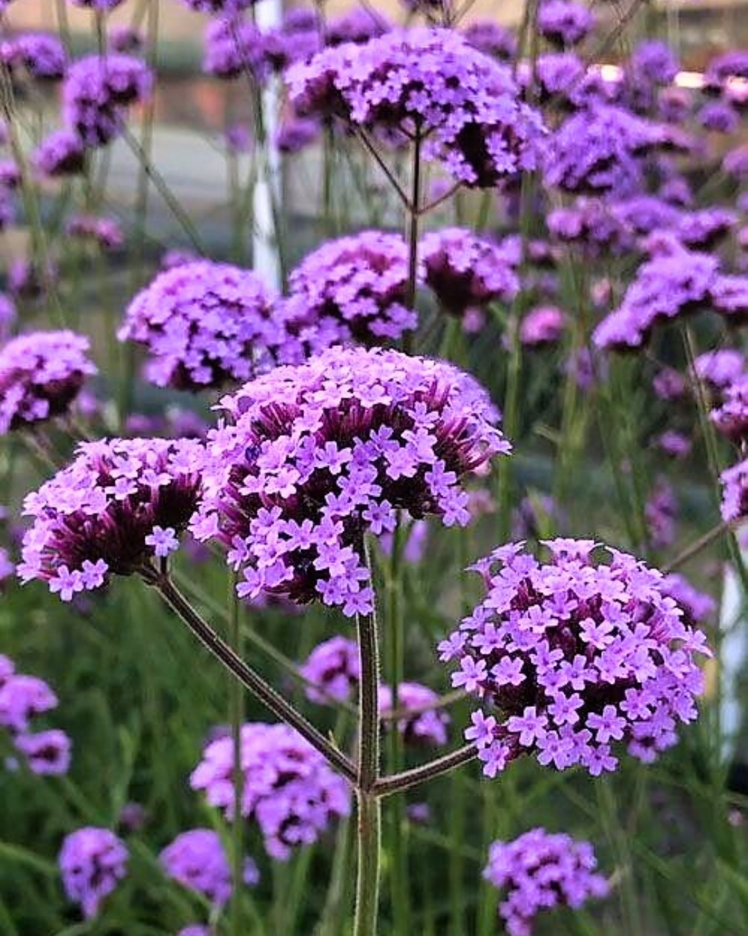 Verbena