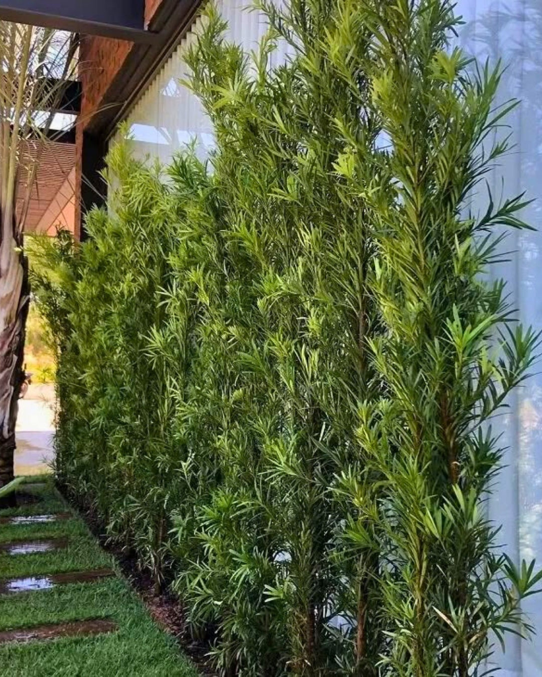 Podocarpus