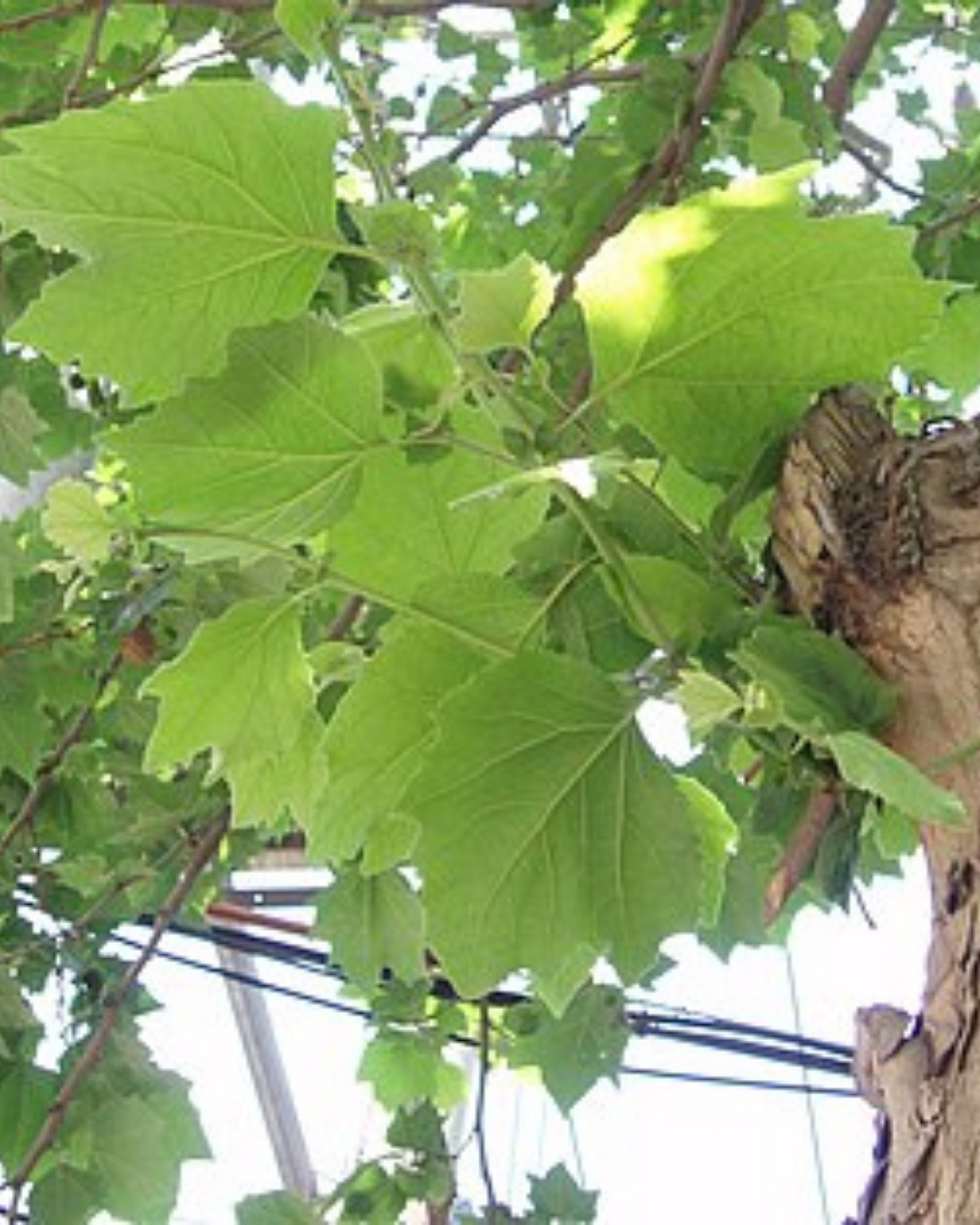 Plátano