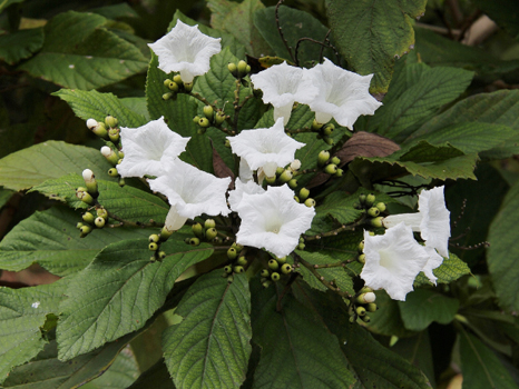 Babosa branca - Cordia superba - Vertflora Comércio e Produção de Mudas LTDA